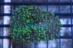 Hairy Mushroom: Green - Indo Pacific, Size 2.75 - 3.75 inches