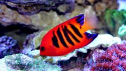 Flame Angelfish - 2" or smaller - Christmas Islands - Indo-Pacific