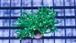 Torch Coral: Green Metallic - Indo Pacific, Size Small