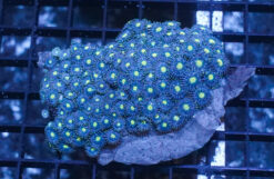 Blue/Green Zoanthid - Pacific, Size Medium