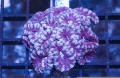 Acan Lord (Micromussa): Bi-Color - Aquacultured, Size Small