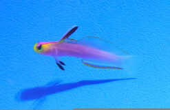 Firefish Helfrichi - 2 - 3" - Central Pacific