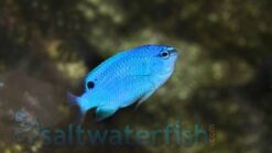 Orangetail Blue Devil Damsel - 2 - 3" - Male - Indo-Pacific