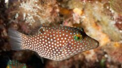 Spotted Sharpnose Puffer - 2" or smaller - East Pacific