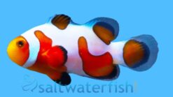 Tangerine DaVinci Ocellaris Clownfish: Captive Bred Grade A