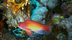 Lyretail Anthias - 2.25 - 3.5" - SSC Certified - Central Pacific