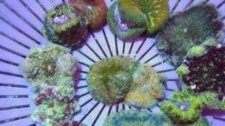 Maxi-Mini Carpet Anemone - Indo Pacific, Size Small