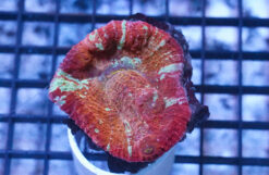 Chalice Coral: Ultra Color, Size Medium