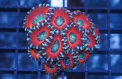 Acan Lord (Micromussa): Ultra Multi-Color - Australia, Size Small/Medium