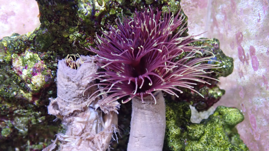 Feather Duster: Campfire - Indo Pacific, Size Medium