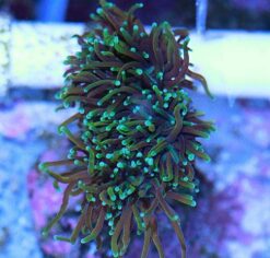 Torch Coral: Green - Indo Pacific, Size Frag