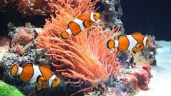 Misbar False Percula Ocellaris Clownfish: Captive Bred