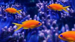 Lyretail Anthias - 2 - 3" - SSC Certified - Central Pacific
