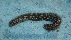 Tiger Tail Cucumber, Size 2.25 - 4.25 inches