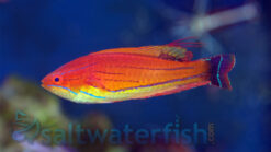 Carpenter's Flasher Wrasse - 2 - 3" - Indo-Pacific