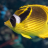 Raccoon Butterfly - Indian Ocean, Size 3.5 - 4.75 inches