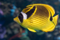 Raccoon Butterfly - Indian Ocean, Size 3.5 - 4.75 inches