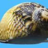 Nerite Snail - East Pacific, Size Small