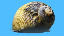 Nerite Snail - East Pacific, Size Small