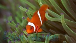Maroon Clownfish: Captive Bred