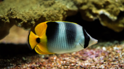 False Double Saddle Butterfly - 2.25" or smaller - SSC Certified - Central Pacific