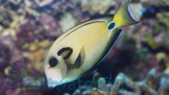 Tennenti Tang - 1.75 - 2.75" - Indian Ocean