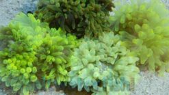 Bubble Tip Anemone: Green - Eastern Asia, Size Medium