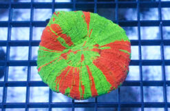 Scolymia "Toxic Apple": Neon Green w/ Red Stripes - Australia, Size Small