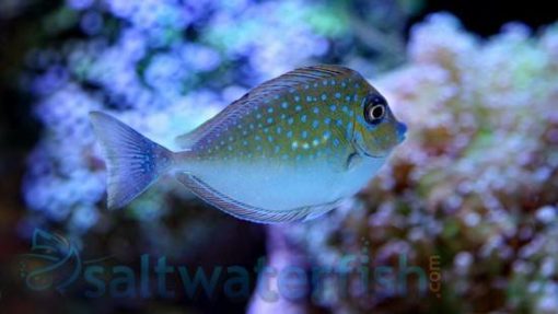 Vlamingii Tang, Size 2.25 - 4.25 inches