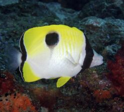 Teardrop Butterfly - 2.25" or smaller - SSC Certified - Central Pacific
