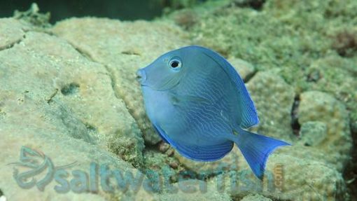 Atlantic Blue Tang, Size 3.5 - 4.75 inches