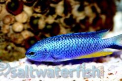Allen's Damsel - Red Sea, Size 1 - 2 inches