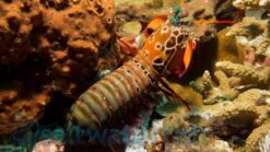 Mantis Shrimp - Peacock - Indo Pacific, Size Medium