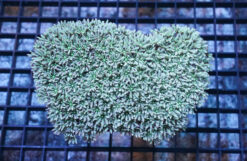 Organ Pipe Coral: Green/Blue - Indo Pacific, Size 2.25 - 3.5 inches
