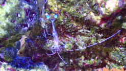 Pederson Cleaner Shrimp - Caribbean, Size Small
