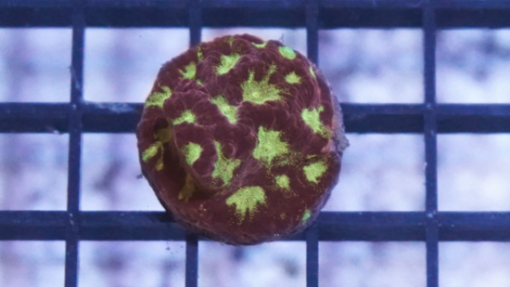 Favites Brain Coral: Green Eye w/ Red Rim -Indo Pacific, Size Small