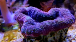 Lobophyllia Brain: Red, Size Medium