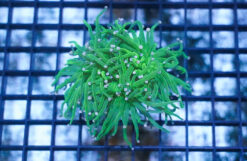 Torch Coral: Green w/ Purple Tips - Aquacultured, Size Frag