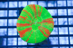 Scolymia Neon Green w/Thin Red Stripes "Bleeding Sour Apple" - Australia, Size Medium