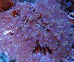 Clove (Daisy) Polyp: Gold Stripe - Indo Pacific, Size Medium