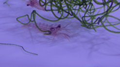 Junda Lin's Peppermint Shrimp, Size .25-.5 inch