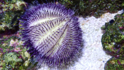 Hairy Pincushion Urchin: Purple - Red Sea, Size Small