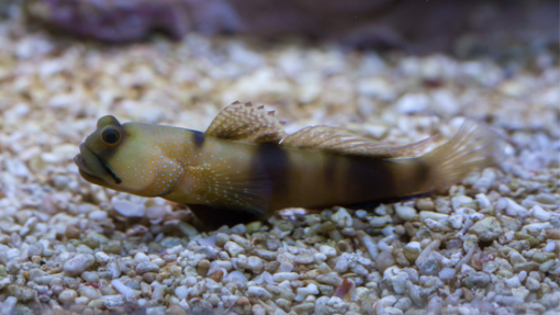 Spotted Watchman Shrimpgoby, Size 2 - 3 inches
