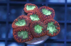 Blastomussa Wellsi - Autralia, Size Medium