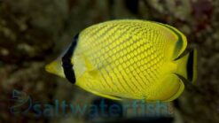 Latticed Butterfly - 2.25" or smaller - SSC Certified - Central Pacific