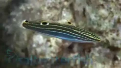 Hector's Goby - 1.25 - 2.25" - Indo-Pacific