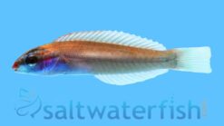 Redspot (Pink) Wrasse - 2.25 - 4.25" - Indo-Pacific