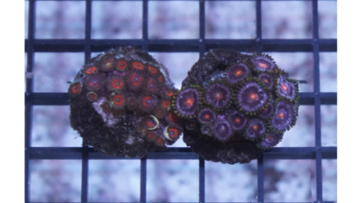 Zoanthid Fire and Ice - Indo Pacific, Size Small