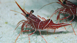 Camelback Shrimp - South Asia, Size  Small