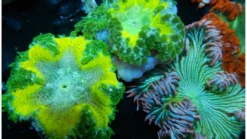 Rock Flower Anemone: Ultra - Atlantic, Size Small